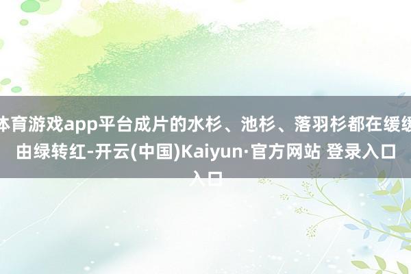 体育游戏app平台成片的水杉、池杉、落羽杉都在缓缓由绿转红-开云(中国)Kaiyun·官方网站 登录入口